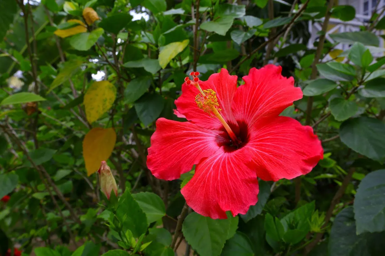Merrils Beach Resort II Negril Hotell